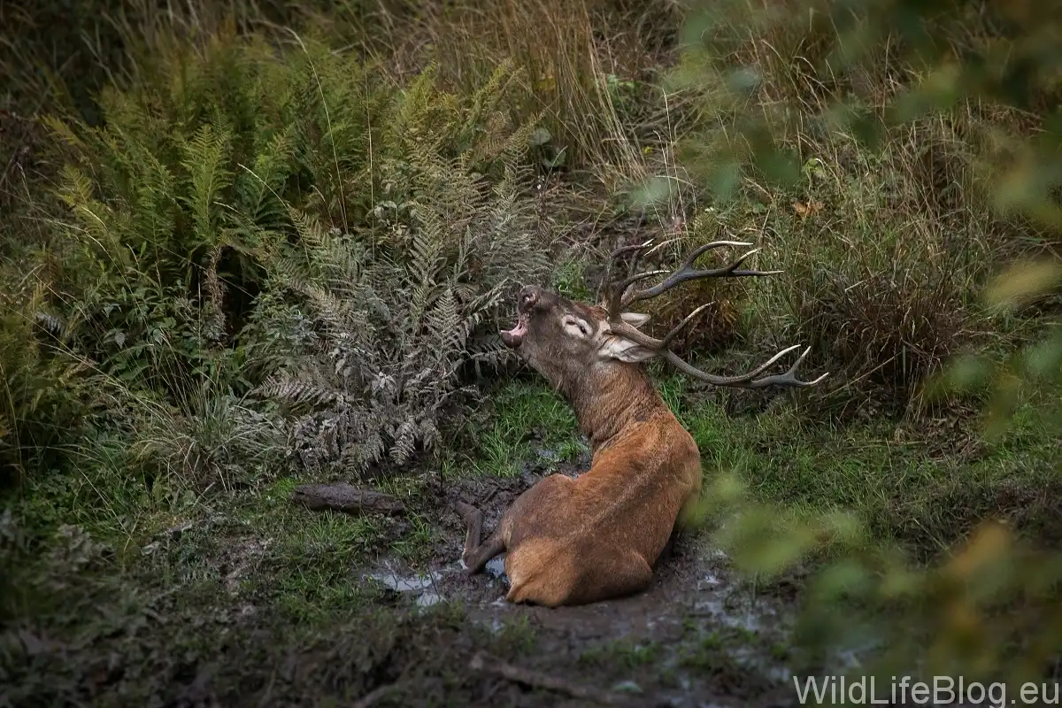 Jeleň lesný ( Cervus elaphus )