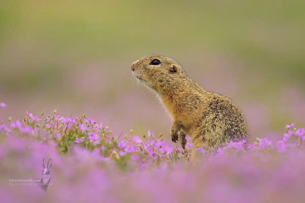 Syseľ pasienkový ( Spermophilus citellus )