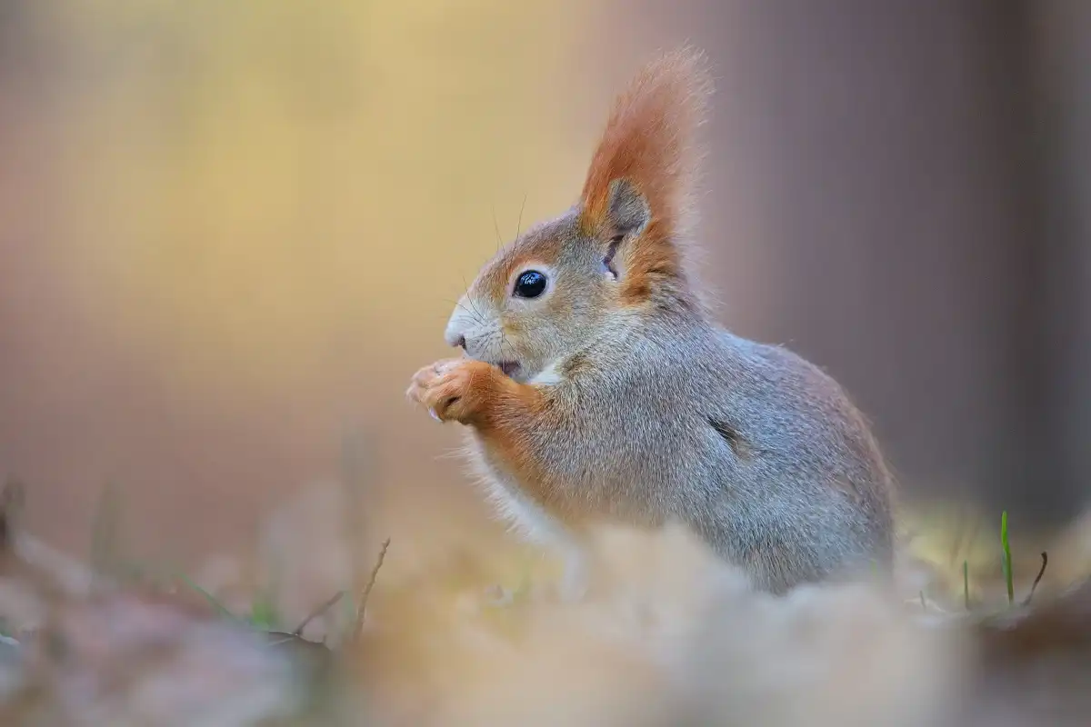 veverica stromová ( Sciurus vulgaris )