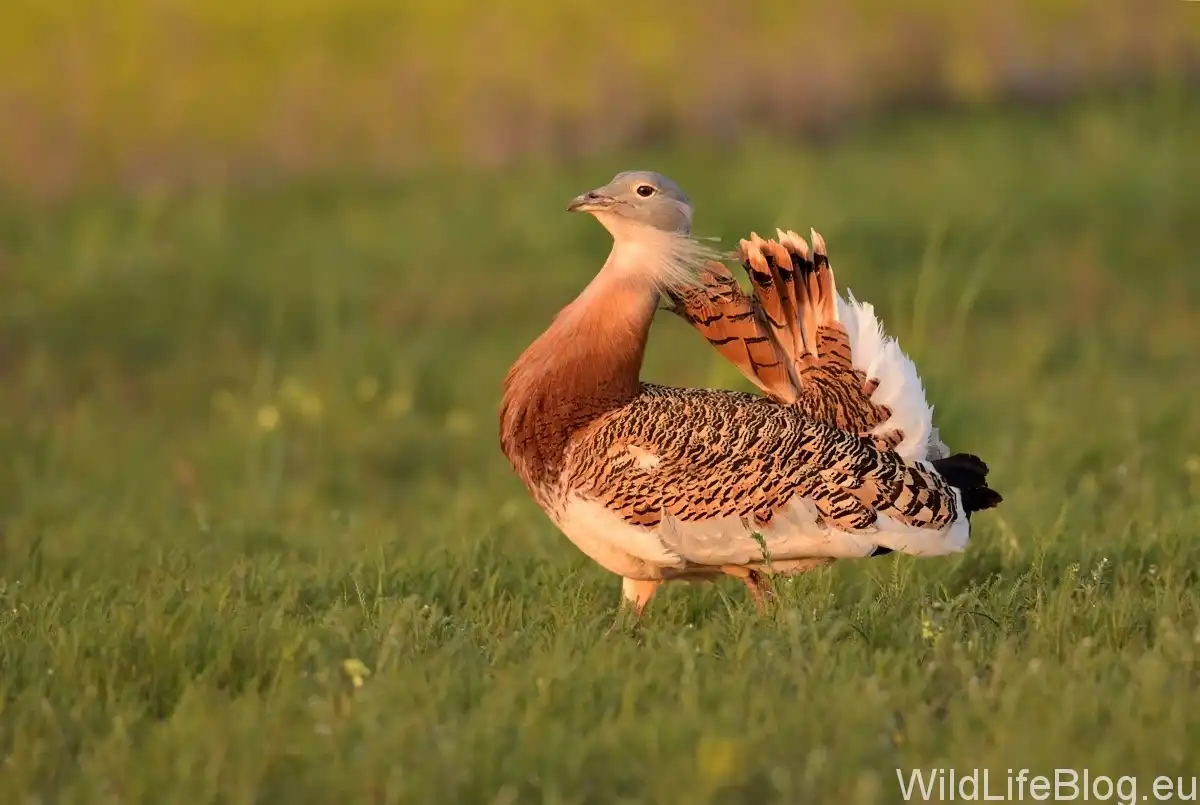 Drop fúzatý (Otis tarda)