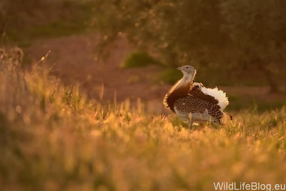 Drop fúzatý (Otis tarda)