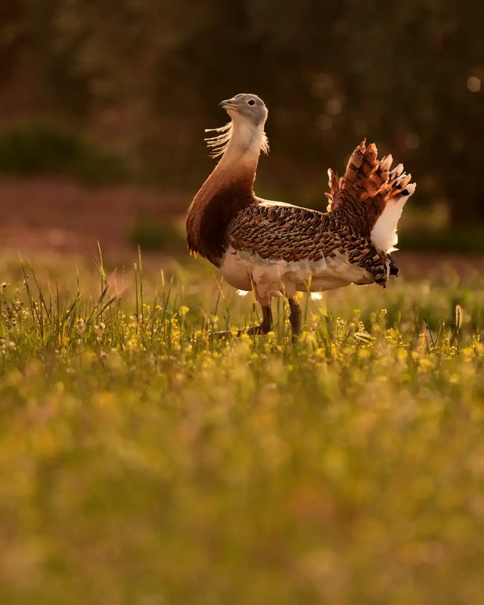 Drop fúzatý (Otis tarda)