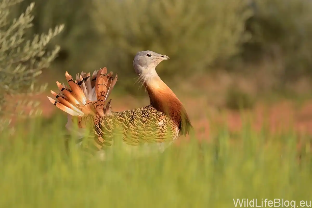 Drop fúzatý (Otis tarda)