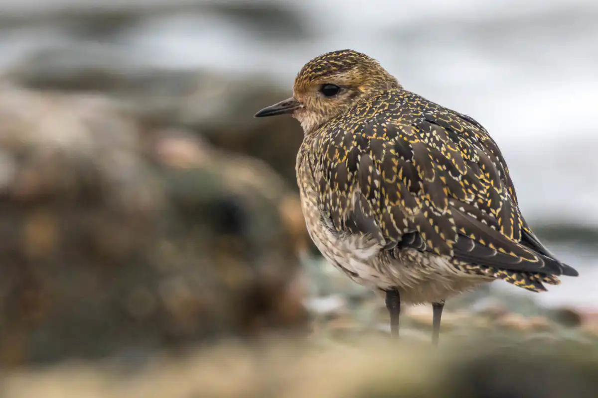 kulík zlatý (Pluvialis apricaria)