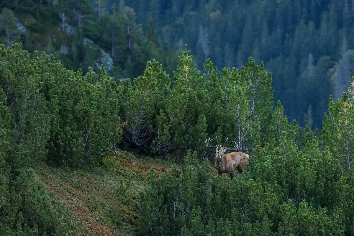 Jeleň lesný ( Cervus elaphus )