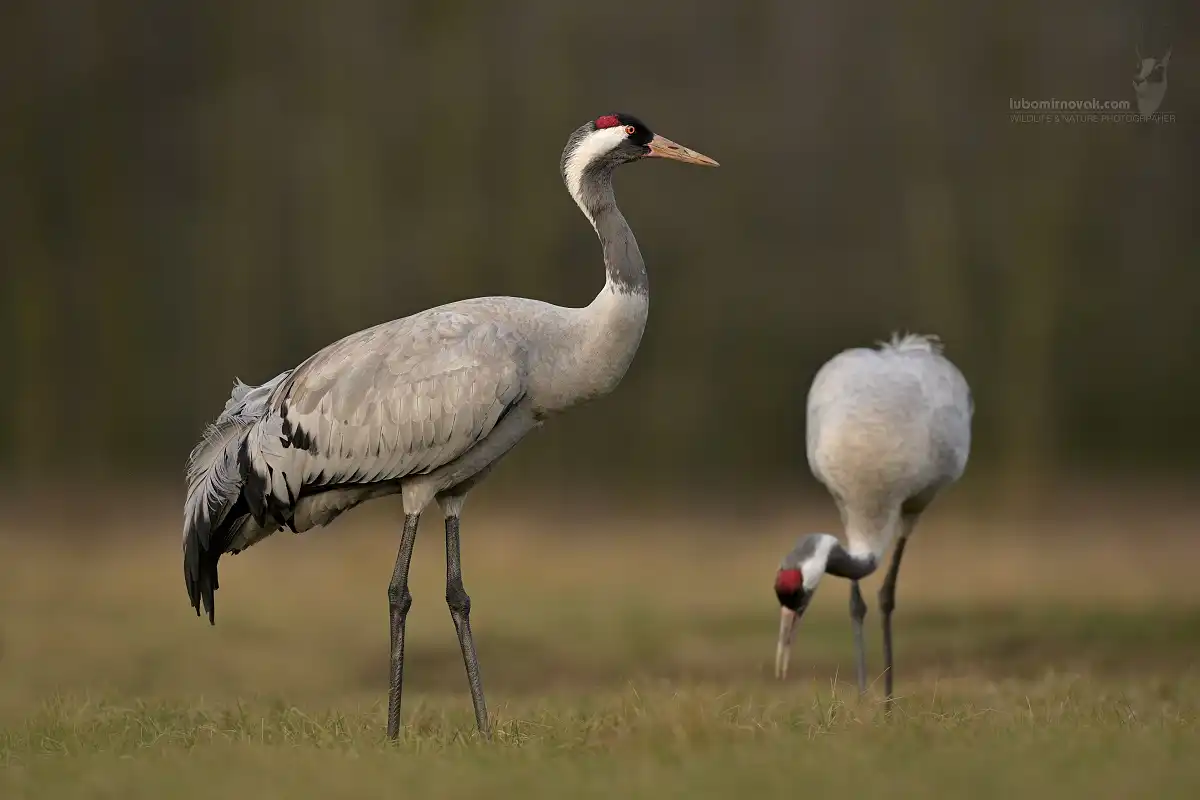 Žeriav popolavý (Grus grus)