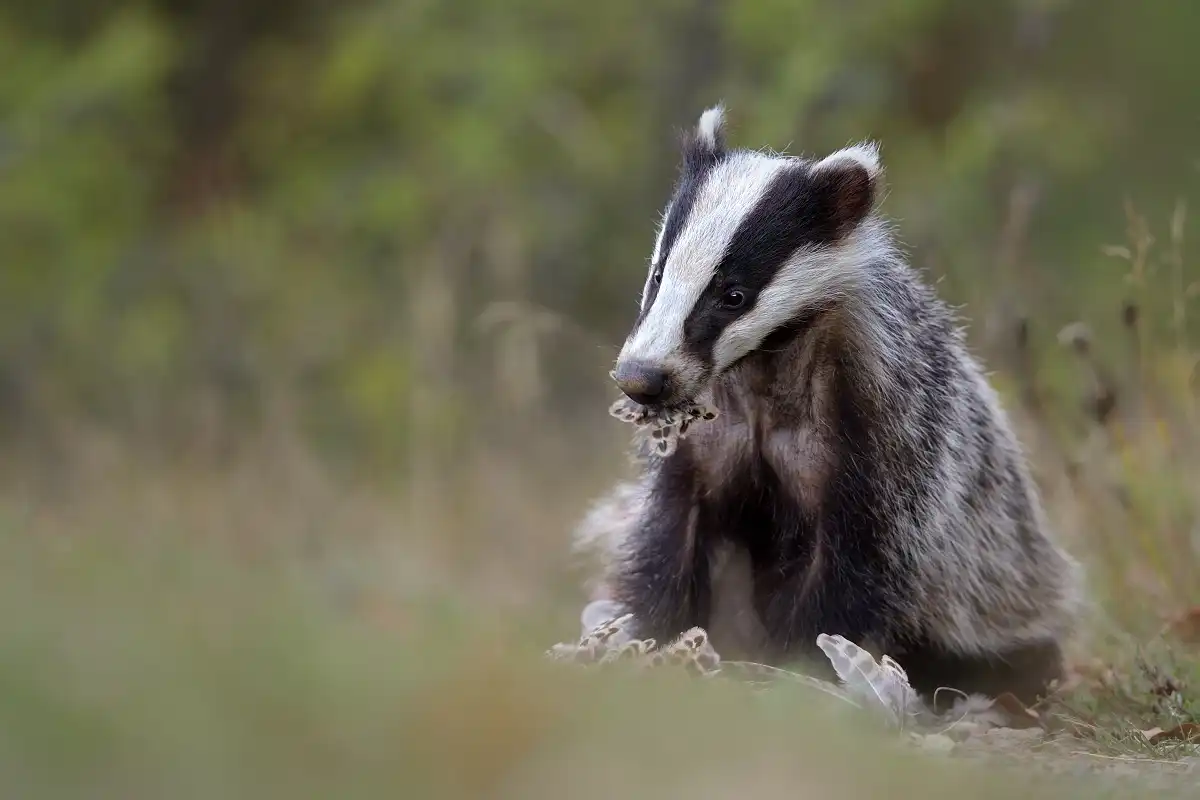 Jazvec lesný | (Meles meles)