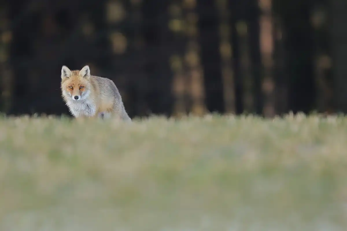 Red fox (Vulpes vulpes)