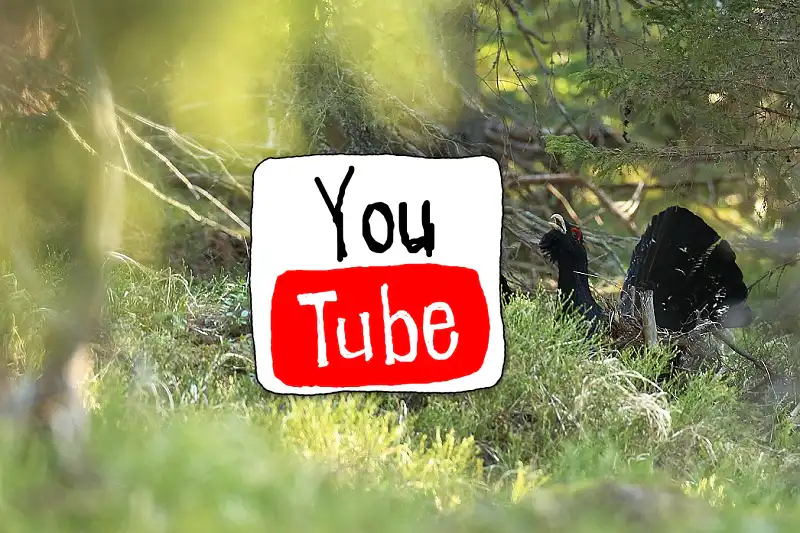 tetrov hlucháň ( Tetrao urogallus )