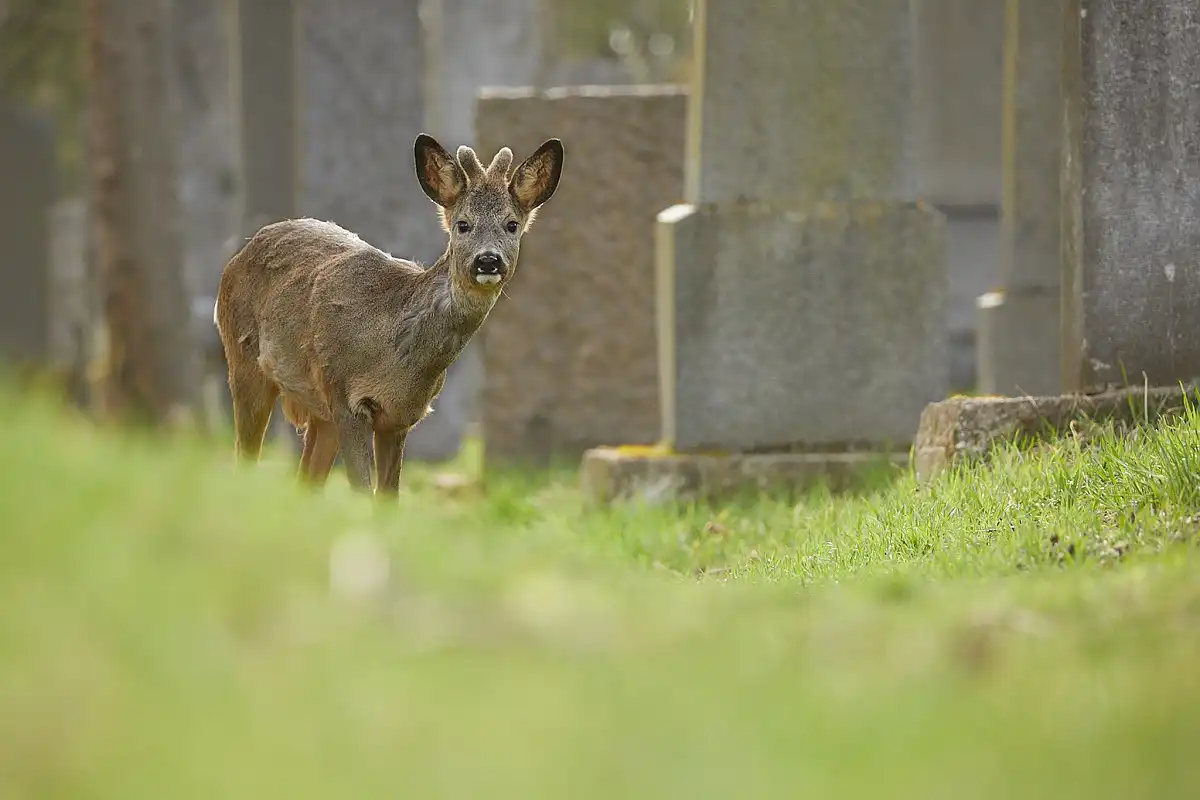 Reh (Capreolus capreolus)