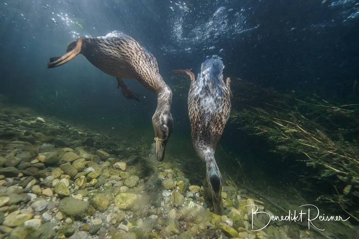 Kačka divoká (Anas platyrhynchos)