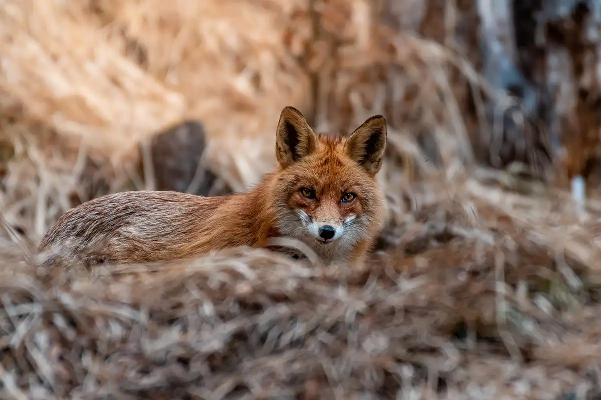 Red fox (Vulpes vulpes)