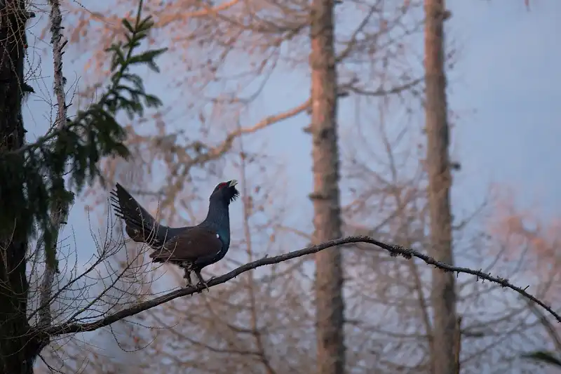 tetrov hlucháň ( Tetrao urogallus )