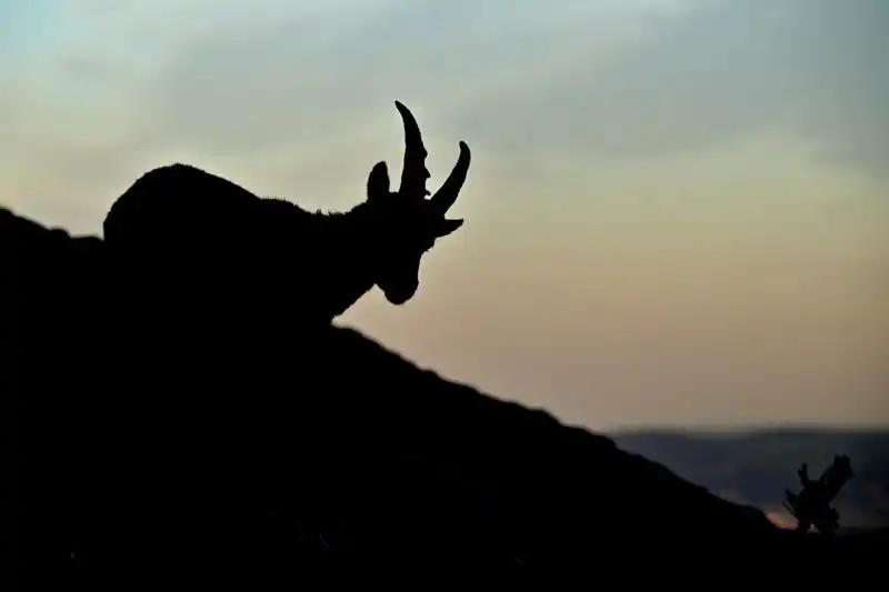 kozorožec alpský ( Capra ibex )
