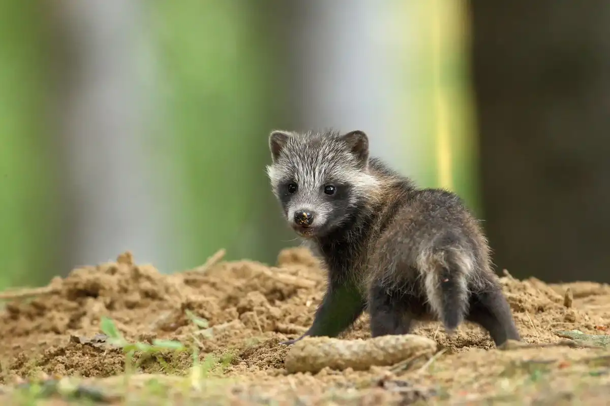 Psík medvedíkovitý