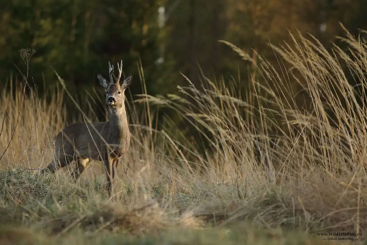 Srnec lesný ( Capreolus capreolus )