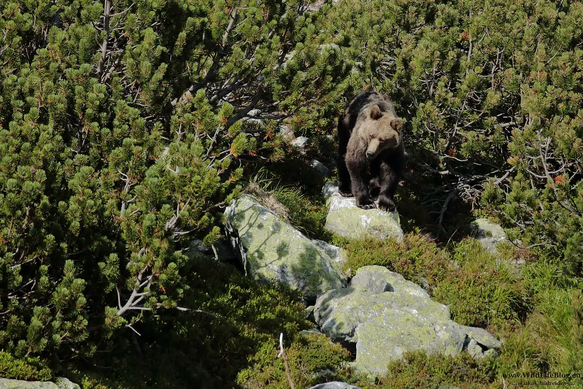 medveď hnedý (Ursus arctos)