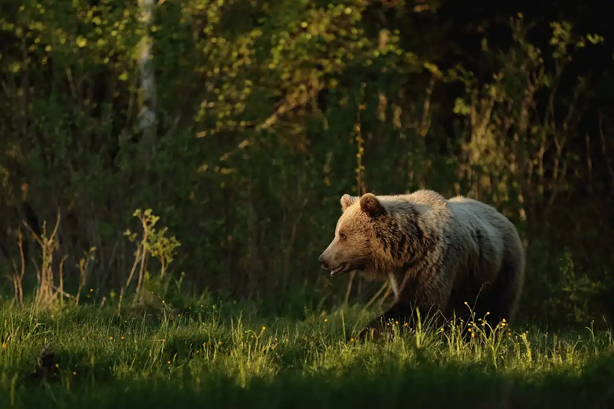 Braunbär (Ursus arctos)