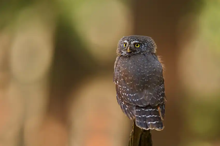 Sperlingskauz (Glaucidium passerinum)