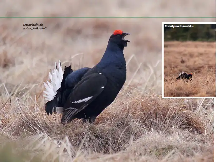 tetrov hoľniak (Tetrao tetrix)