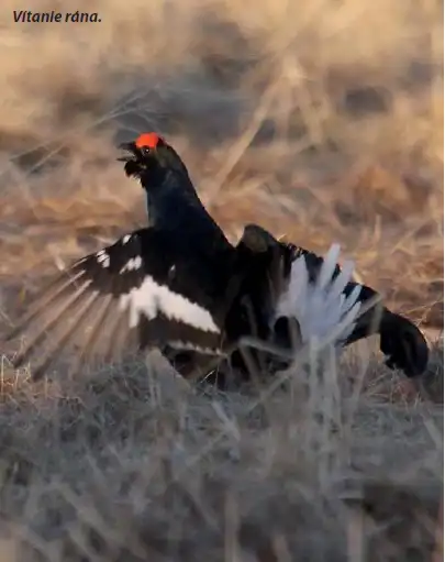 tetrov hoľniak (Tetrao tetrix)
