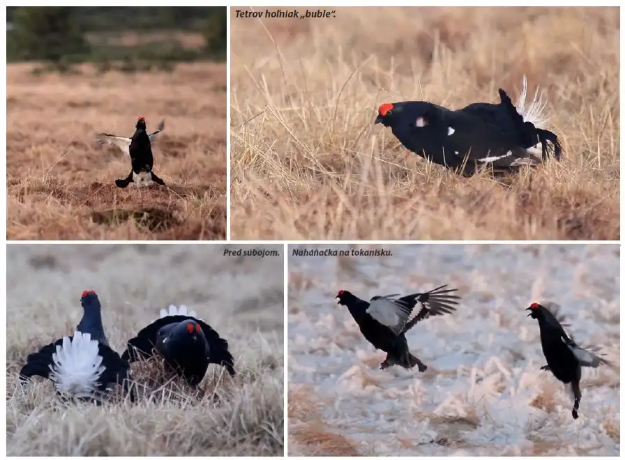 tetrov hoľniak (Tetrao tetrix)