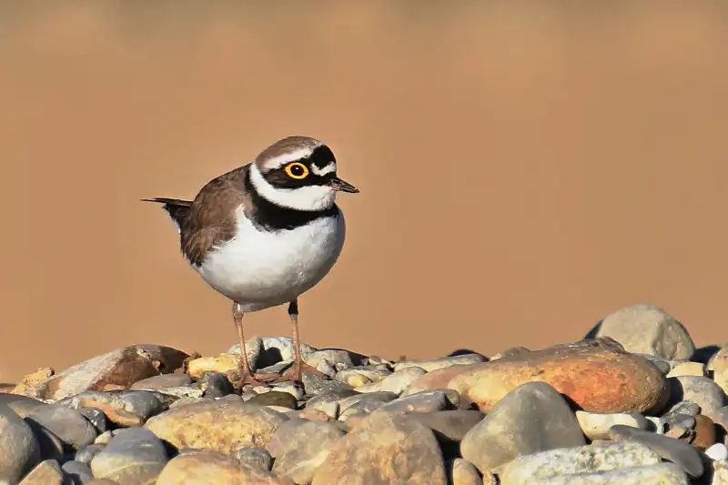 Kulík riečny ( charadrius dubius )