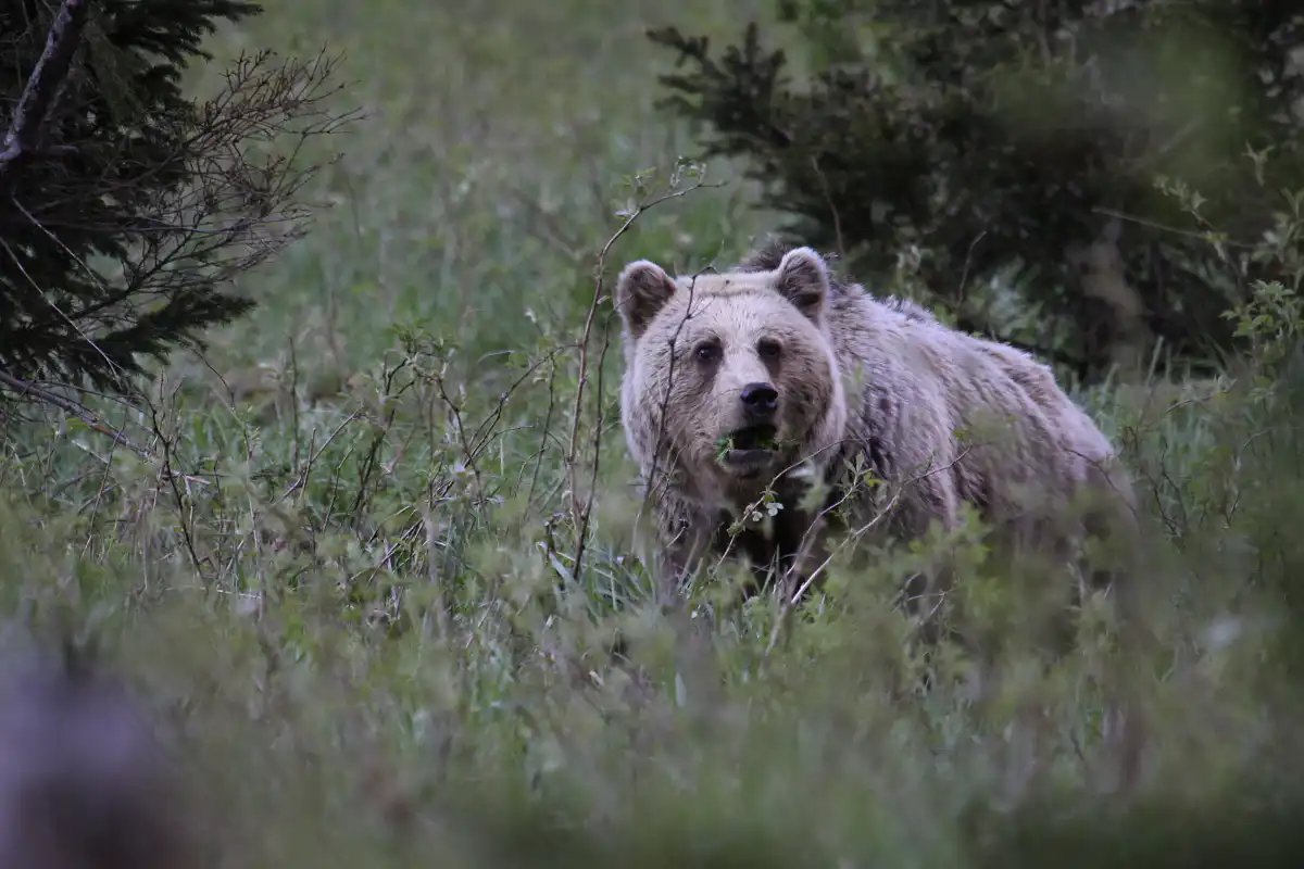 Medveď hnedý ( Ursus arctos )