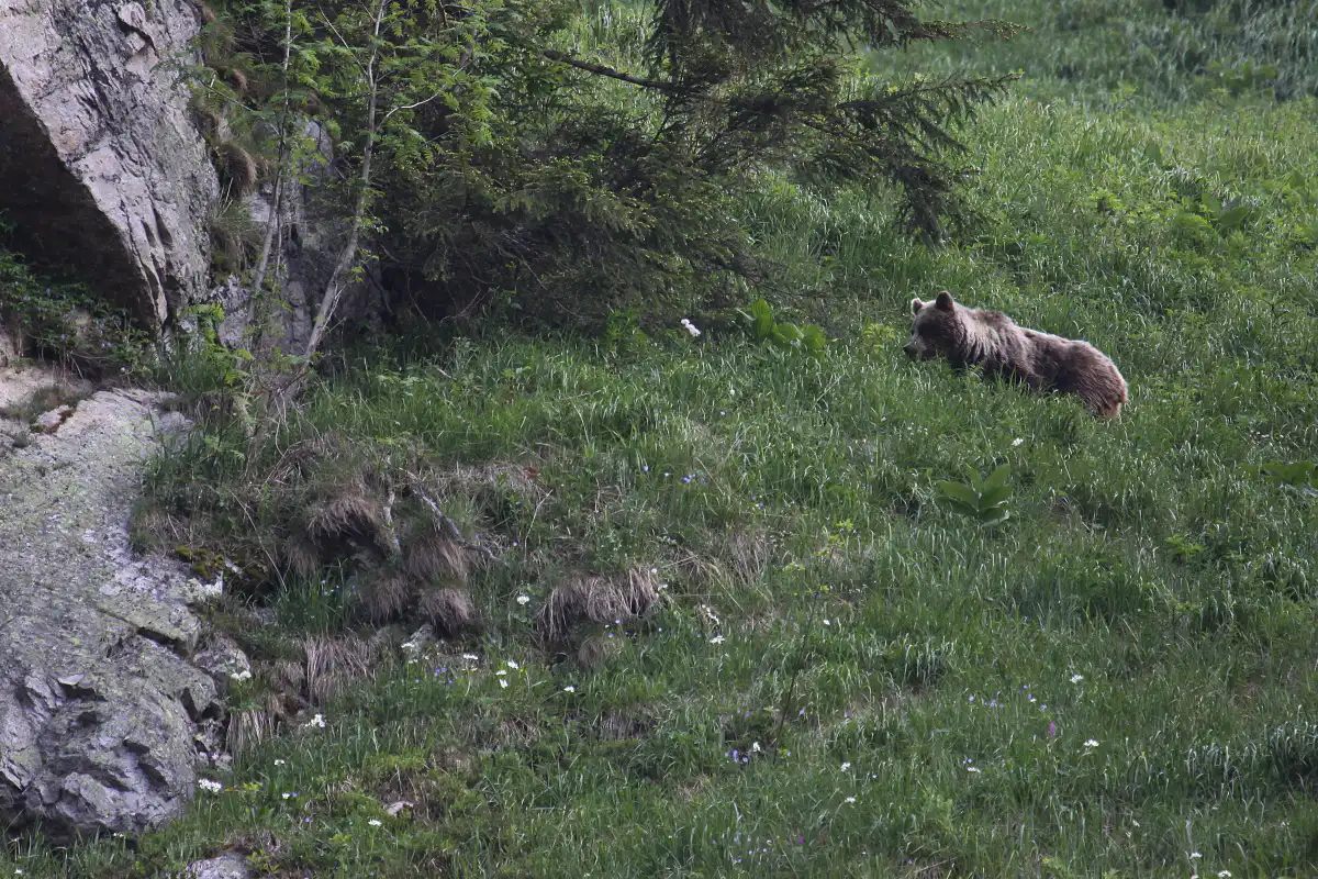Medveď hnedý ( Ursus arctos )