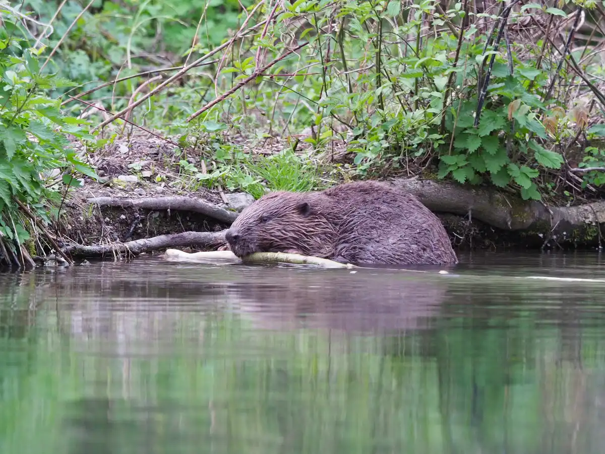 Bobor európsky ( Castor fiber )