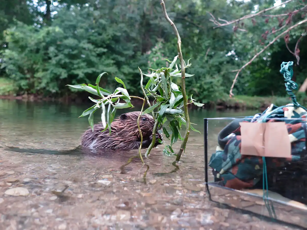 Bobor európsky ( Castor fiber )