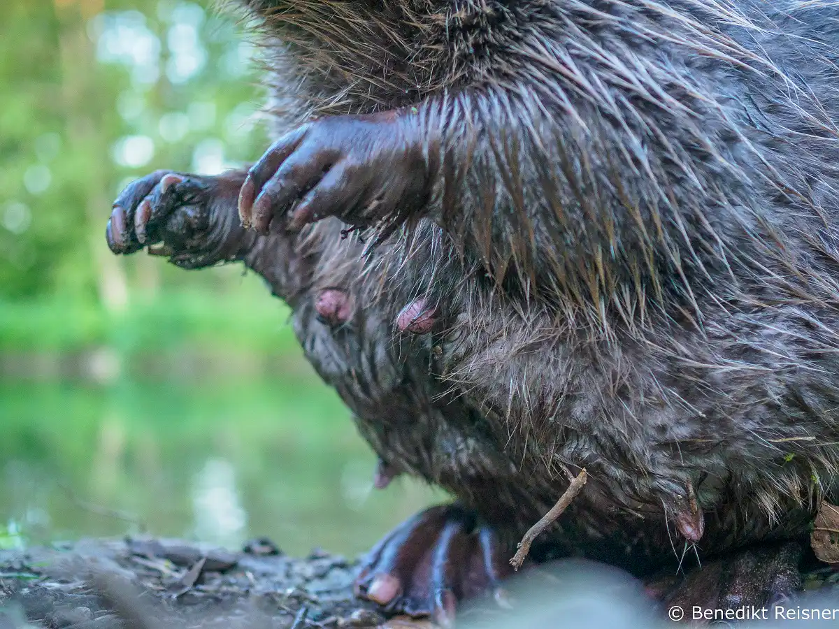 Bobor európsky ( Castor fiber )