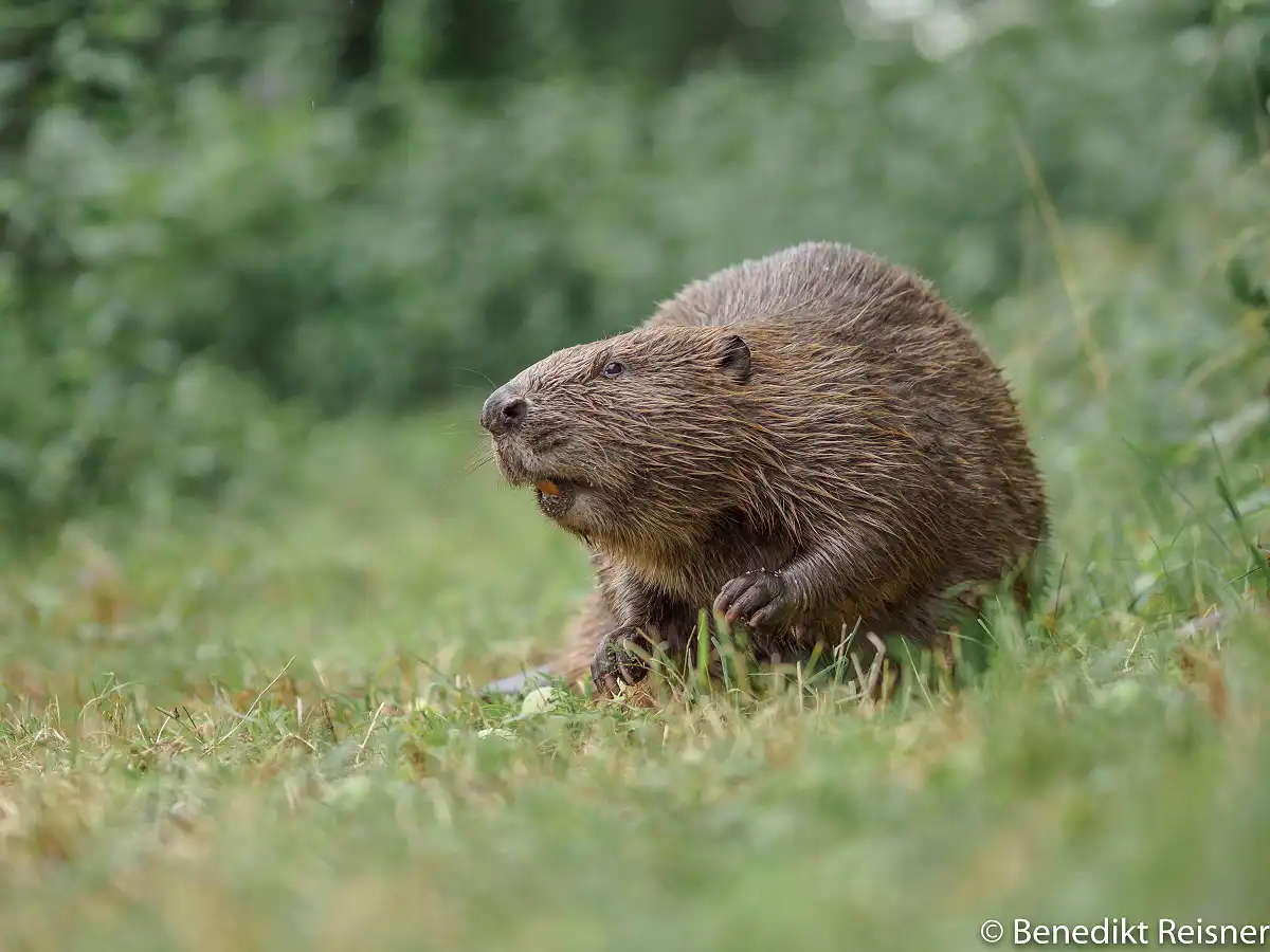 Bobor európsky ( Castor fiber )