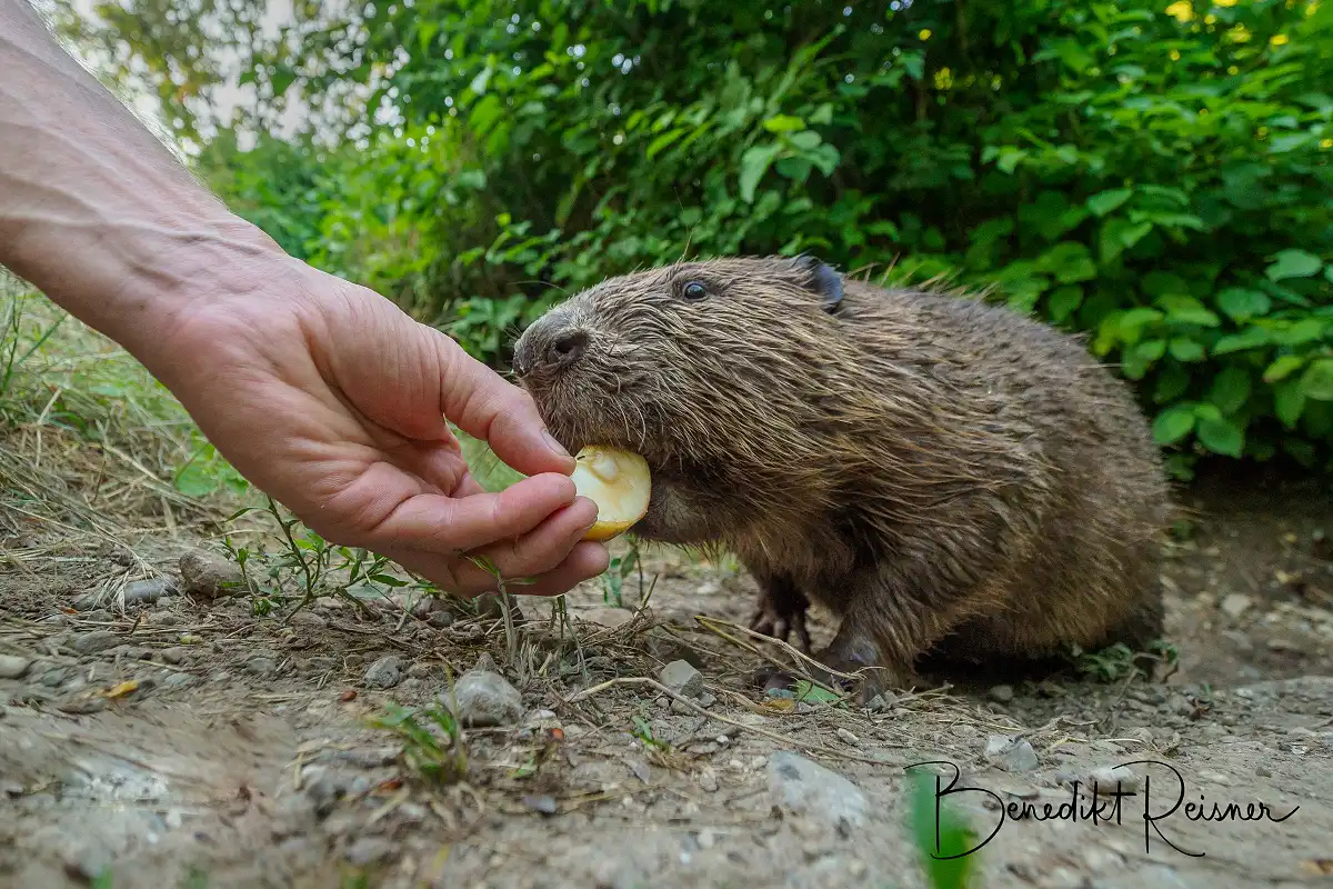 Bobor európsky ( Castor fiber )