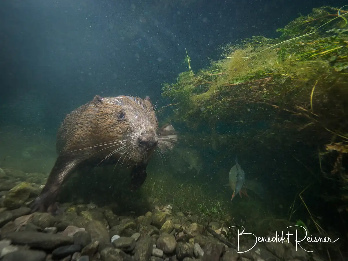 Bobor európsky ( Castor fiber )