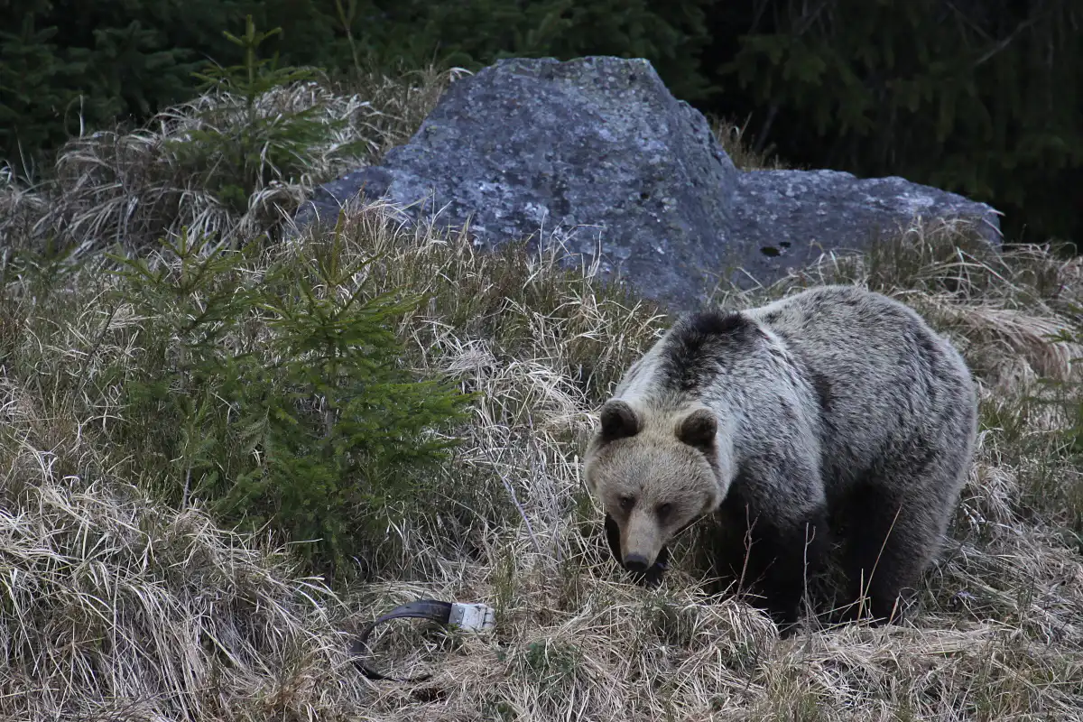 Medveď hnedý ( Ursus arctos )