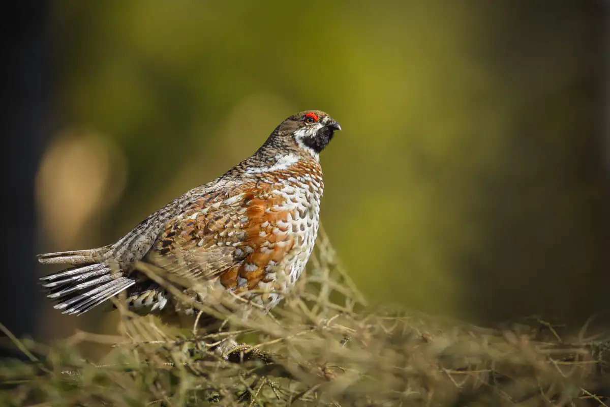 Jariabok hôrny (Tetrastes bonasia)