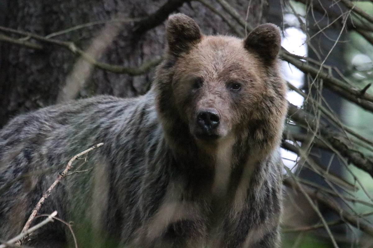 Medveď hnedý ( Ursus arctos )