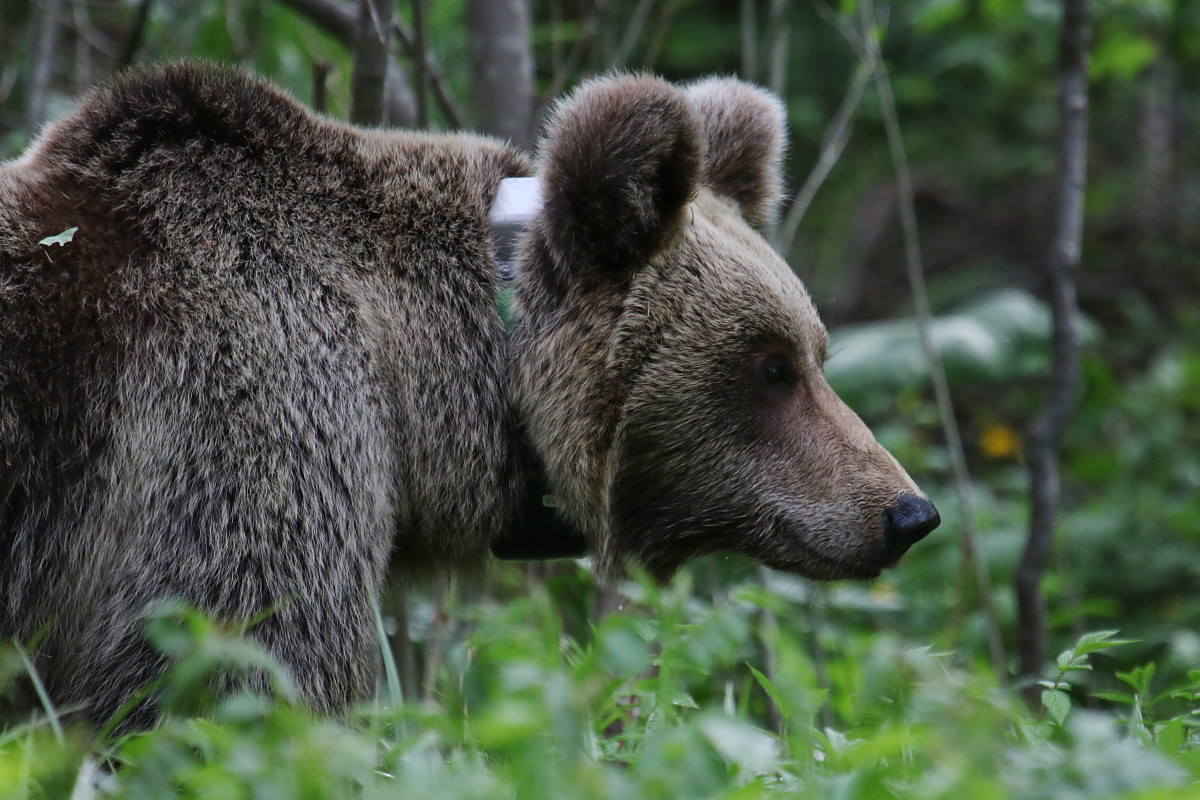 Medveď hnedý ( Ursus arctos )
