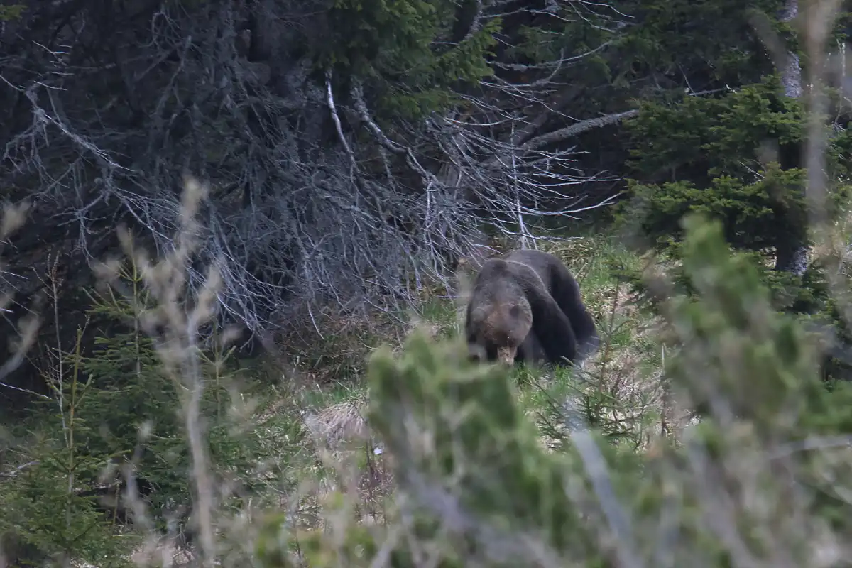 Medveď hnedý ( Ursus arctos )
