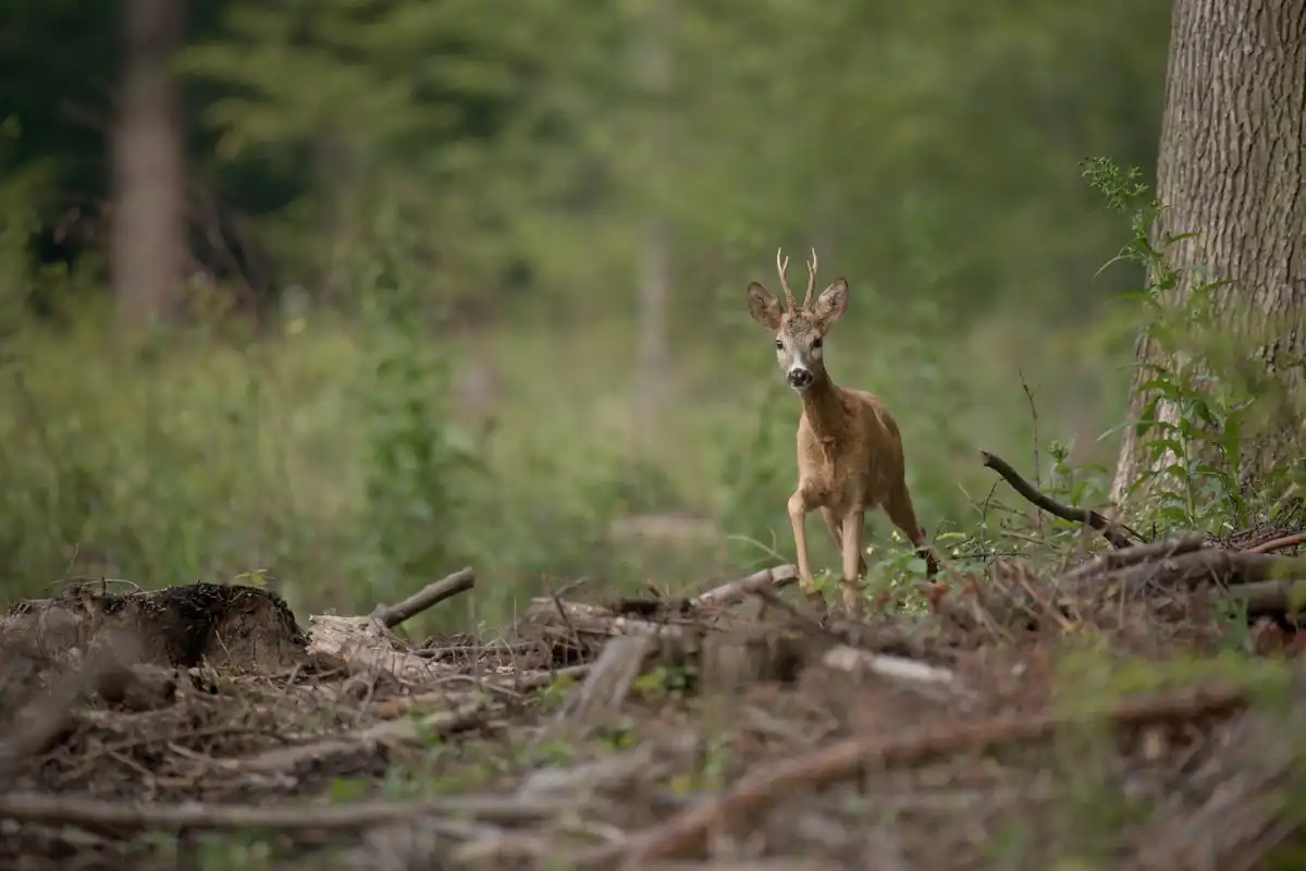 Srnec lesný | (Capreolus capreolus)