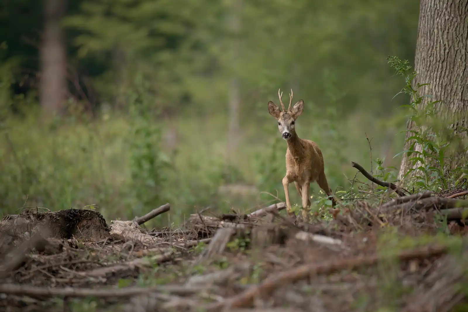 Srnec lesný | (Capreolus capreolus)