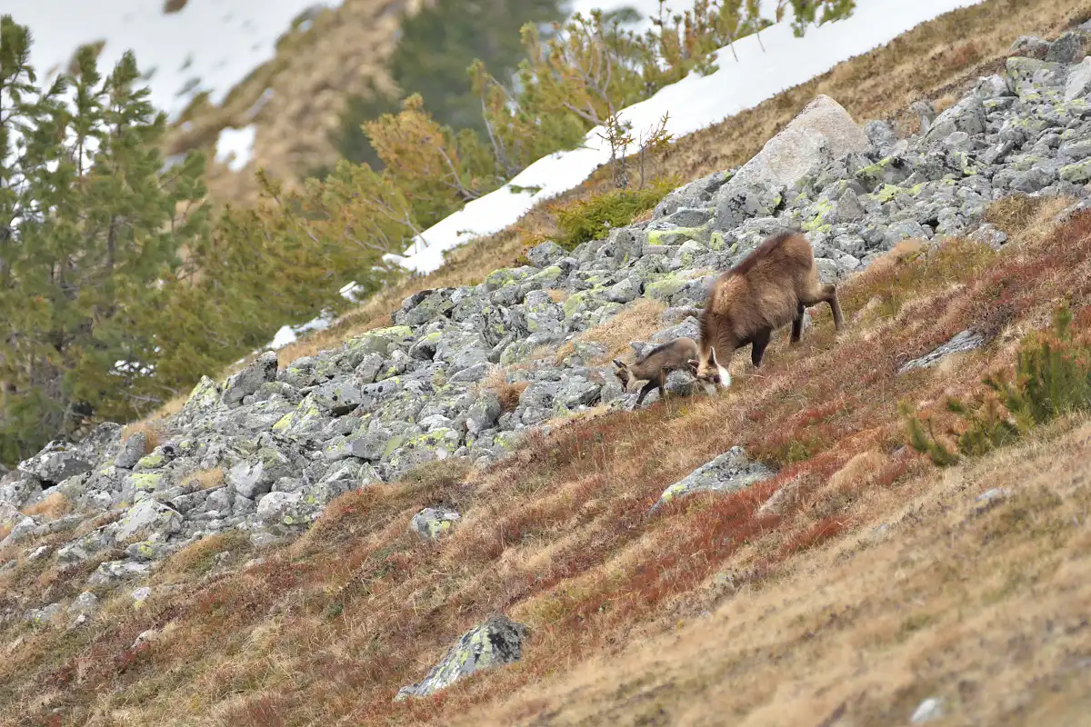 kamzík tatranský (Rupicapra rupicapra tatrica)