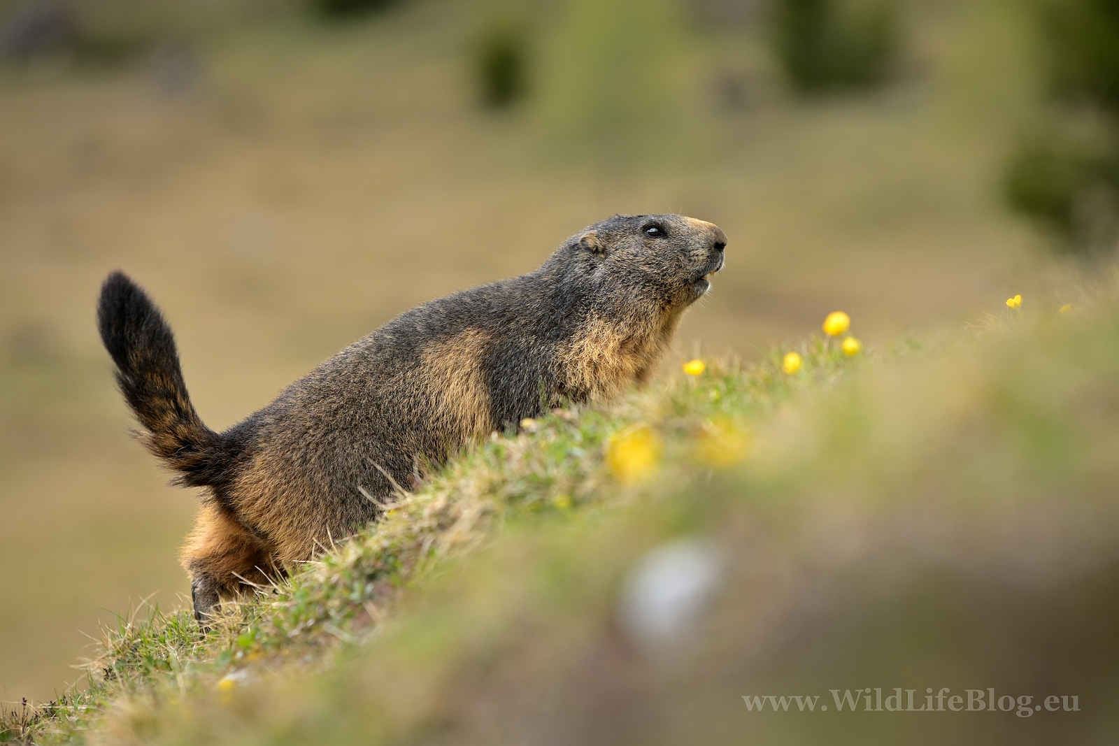 Svišť vrchovský | (Marmota marmota)