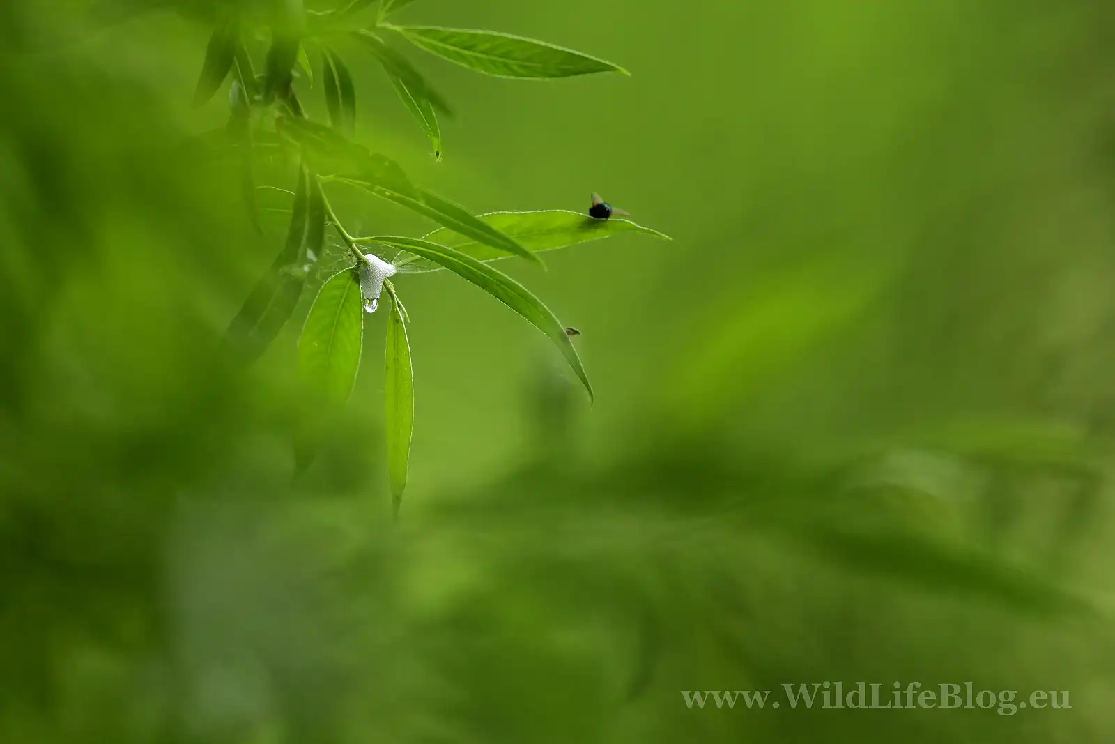peniarka vŕbová ( Aphrophora salicina )