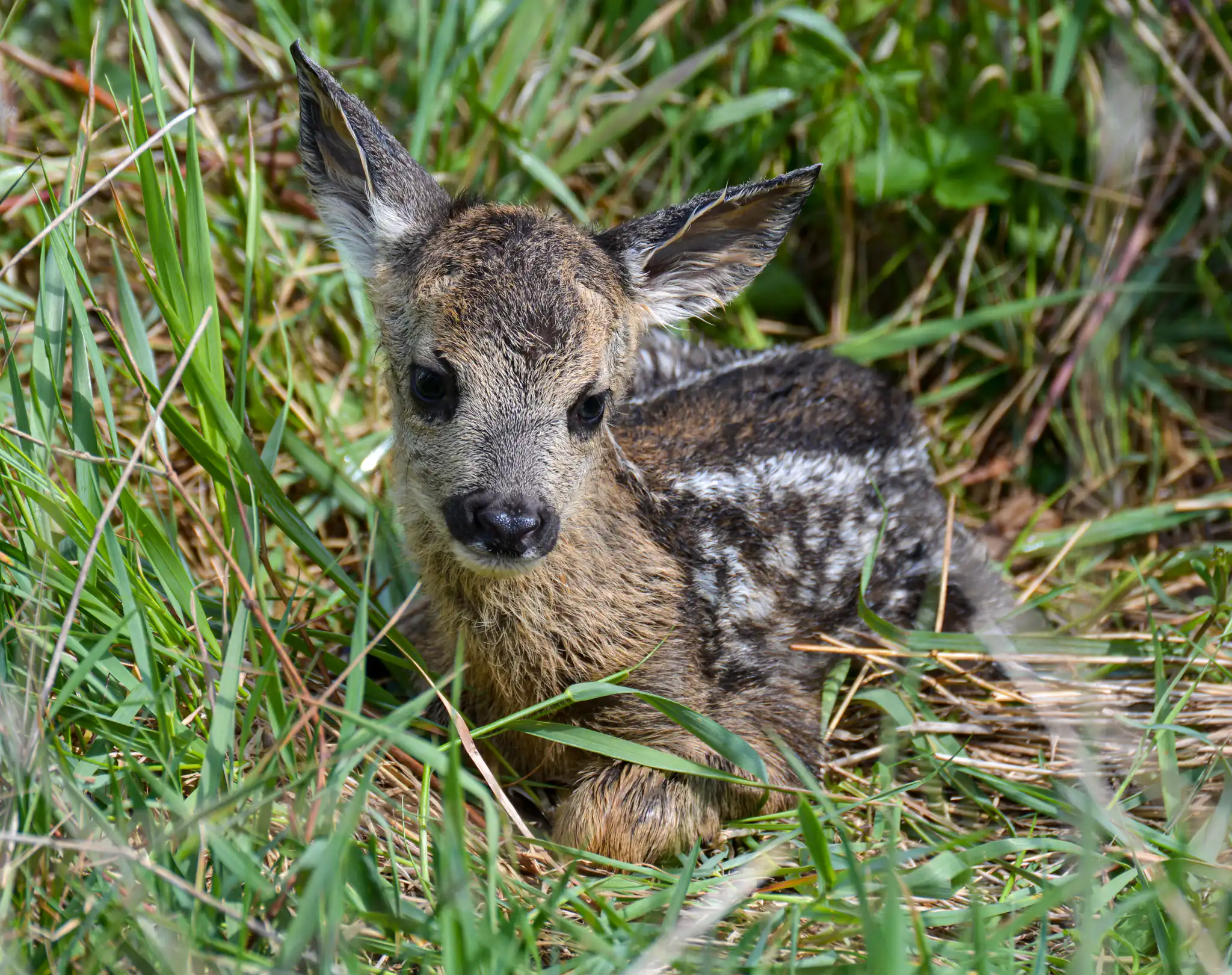srnča ( Capreolus capreolus )