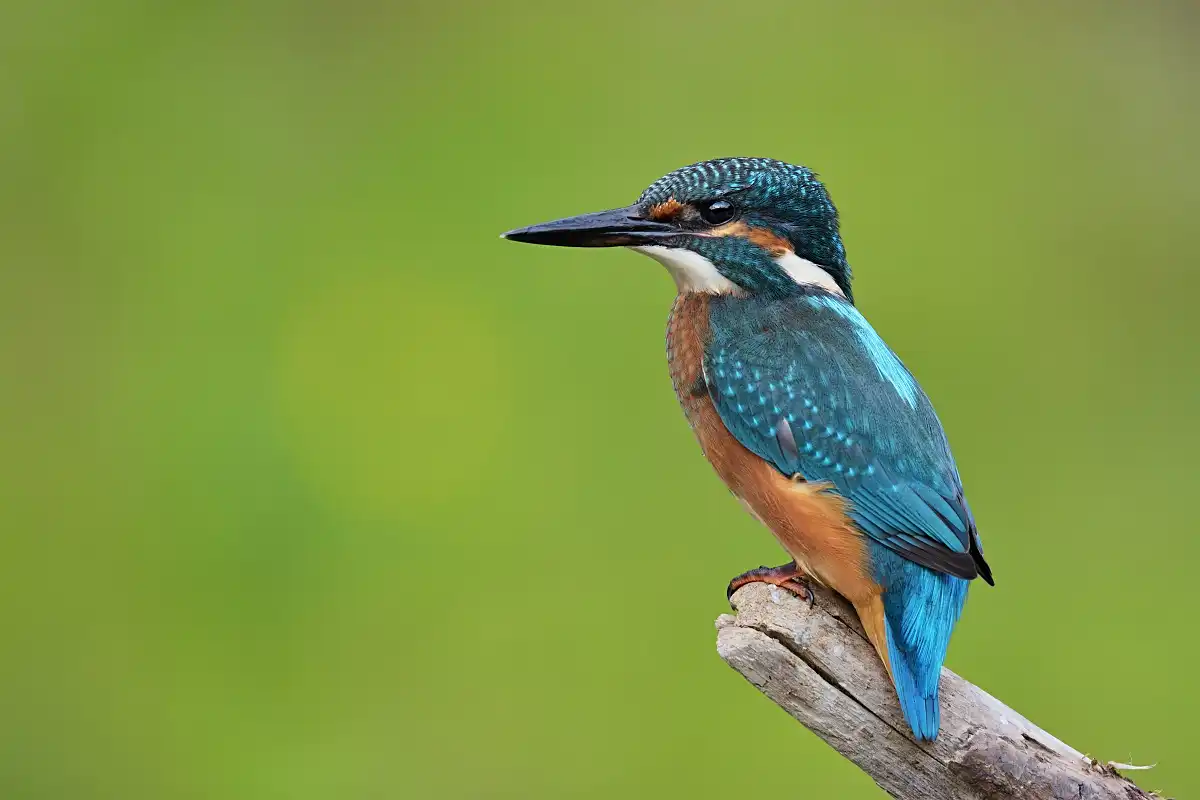 rybárik riečny ( Alcedo atthis )