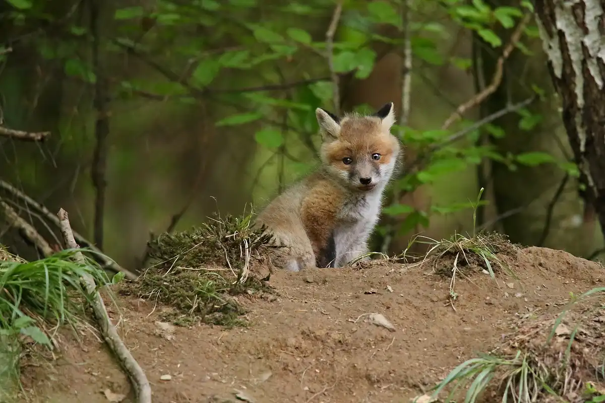 Líška hrdzavá. (Vulpes vulpes)