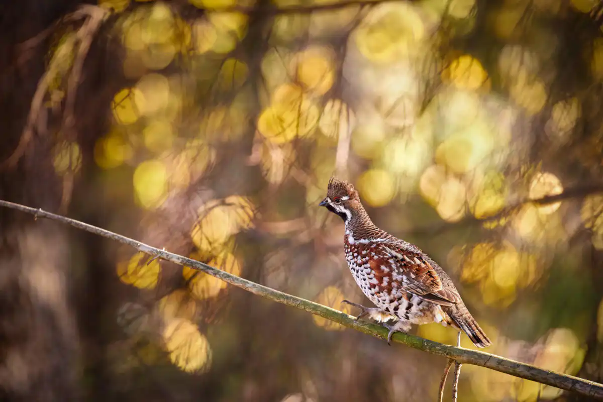 Jariabok hôrny (Tetrastes bonasia)