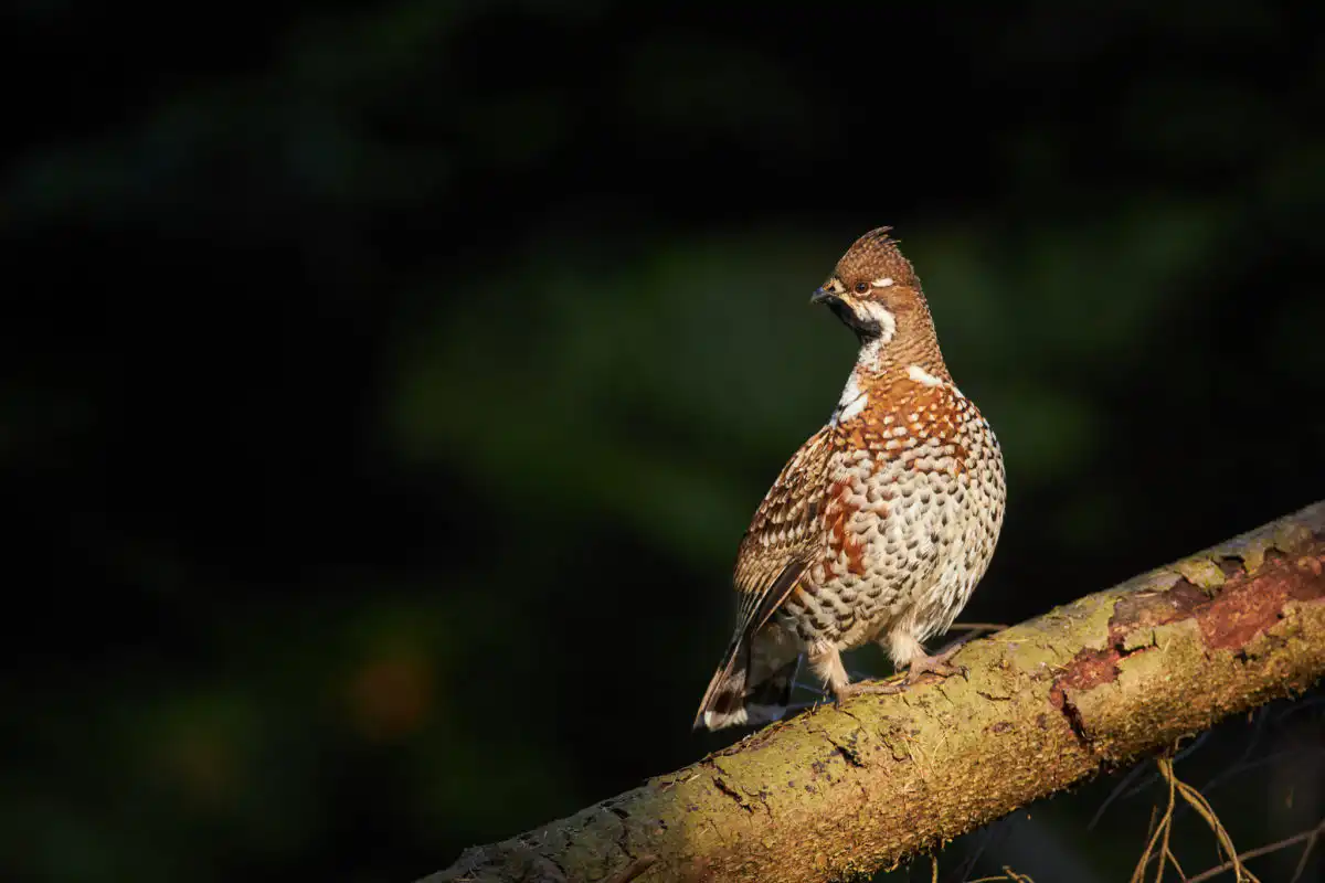 Jariabok hôrny (Tetrastes bonasia)